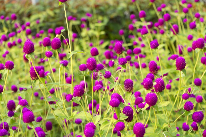 Globe Amaranth С†РІРµС‚РѕРє