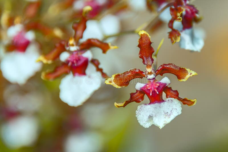 Â€ ESTRANHO Da ORQUÍDEA “a Orquídea Da Bailarina Foto de Stock - Imagem de  vermelho, pétalas: 99526580