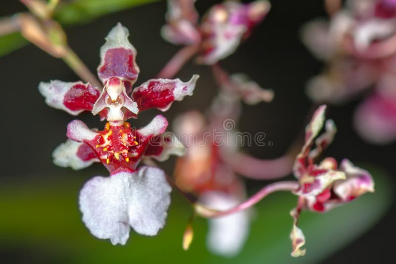 Â€ ESTRANHO Da ORQUÍDEA “a Orquídea Da Bailarina Foto de Stock - Imagem de  botânica, cultive: 99933452