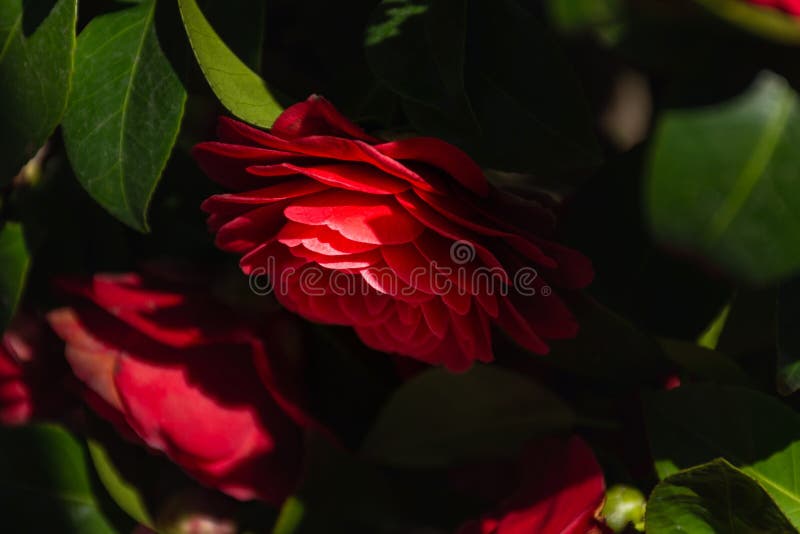 红茶花 库存图片 图片包括有特写镜头 开花的 花卉 从事园艺 玻色子 重点 开花 红茶花 库存图片 图片包括有特写镜头 开花的 花卉 从事园艺 玻色子 重点 开花