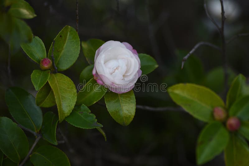 ササンクア カメリア ジャポニカの花 Stock Image Image Of Bloom Blooming ササンクア カメリア ジャポニカの花 Stock Image Image Of Bloom Blooming