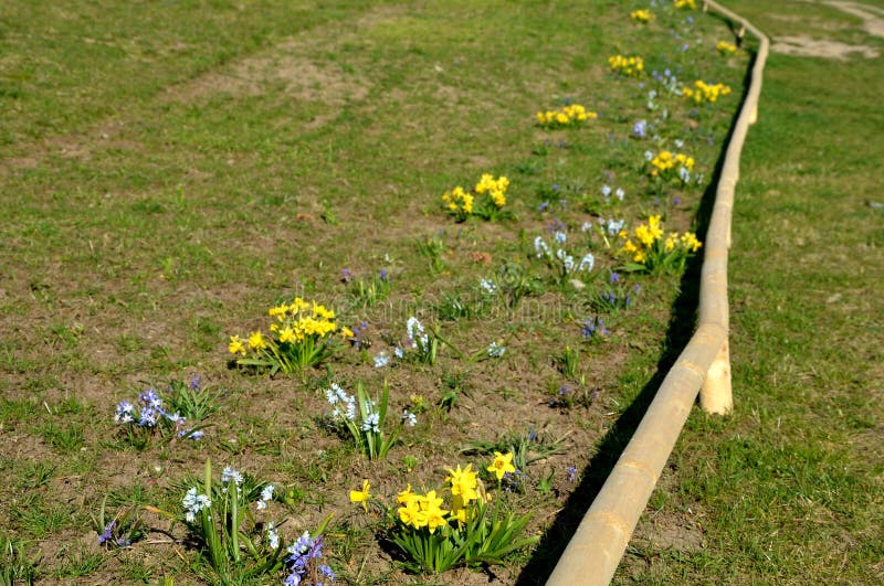 一年前 水仙在低矮的木杆围栏下建立 春初库存图片 图片包括有绿色 字段 蓝色 草坪 封入物