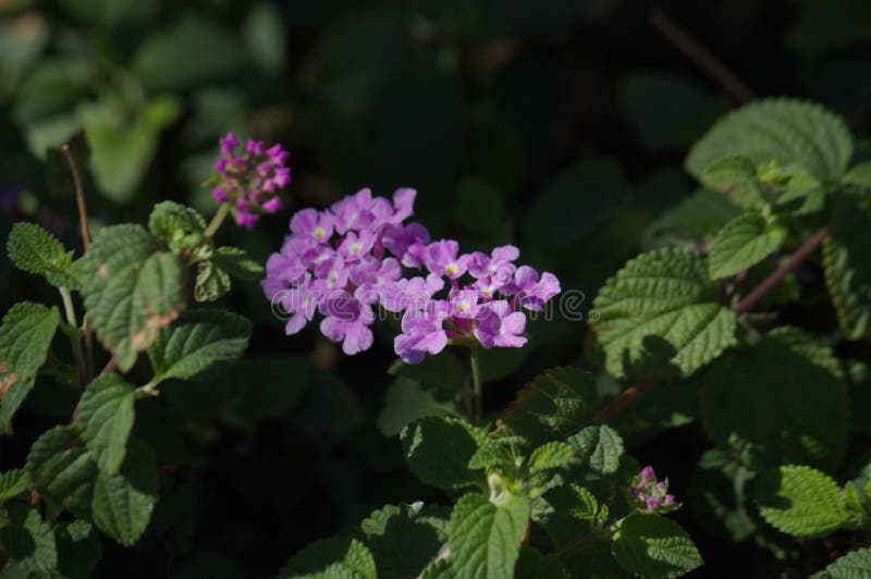 一朵紫色马樱丹属照相机花的特写镜头有黑暗的背景库存图片 图片包括有五颜六色 模式 照亮 花卉
