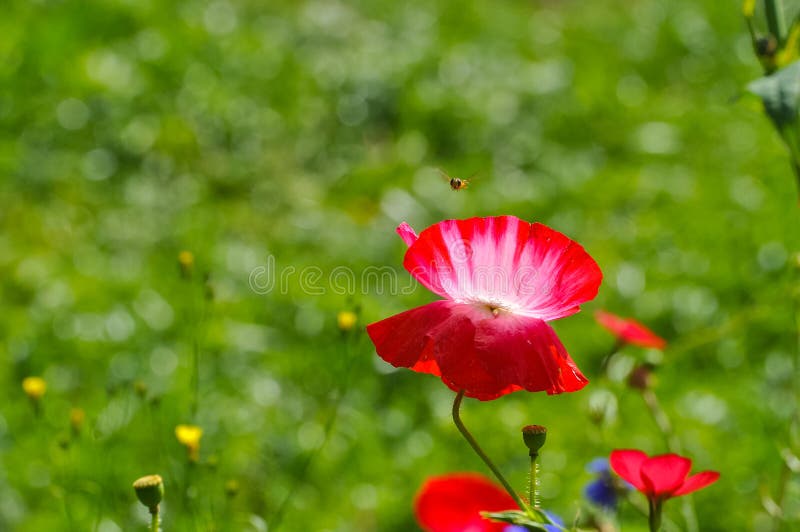 一朵鲜红的罂粟 吸引蜜蜂罂粟花一朵精致的花鲜艳多汁的五月花罂粟与昆虫库存照片 图片包括有一朵鲜红的罂粟 吸引蜜蜂 罂粟与昆虫 165184850