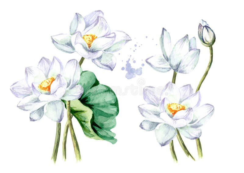 一束美丽的白莲花白背景中突显的手绘植物水彩图库存例证 插画包括有框架 异乎寻常 花束 问候
