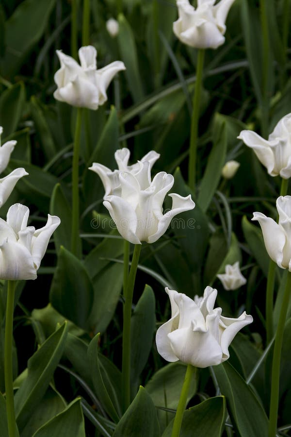 一白色郁金香百合目库存图片 图片包括有种植园 庭院 空白 植物群 叶子 郁金香 荷兰