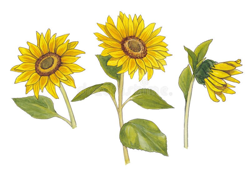 一种水彩植物向日葵插图集库存例证 插画包括有通配 黄色 图画 向日葵 例证 绿色 空白 一种水彩植物向日葵插图集库存例证 插画包括有通配 黄色 图画 向日葵 例证 绿色 空白