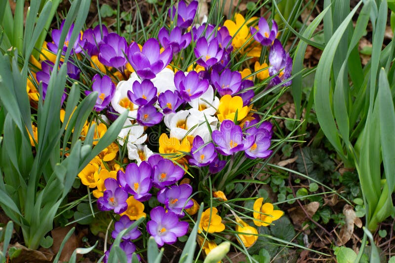 一组生长在水仙花 黄芙蓉之间的白 黄 紫芙蓉或藏红花库存照片 图片包括有黄水仙 背包 五颜六色