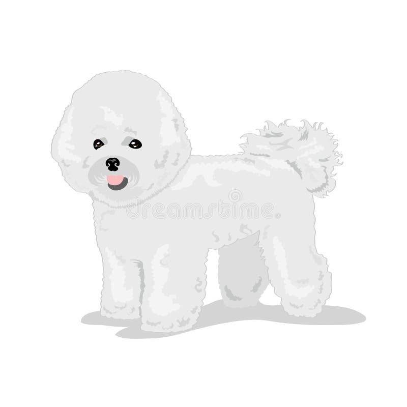 一色背景中突显的白比雄冷狗向量例证 插画包括有表达式 毛茸 心房 可爱 敬慕 国内 一个 一色背景中突显的白比雄冷狗向量例证 插画包括有表达式 毛茸 心房 可爱 敬慕 国内 一个