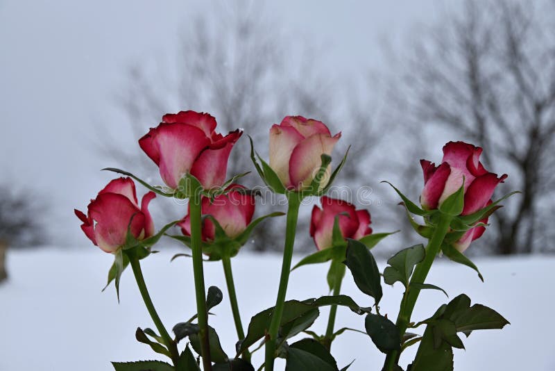 七朵玫瑰花束在冬景花园的库存图片 图片包括有季节 华伦泰 一堆 特写镜头 冬天 本质