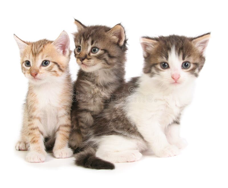 三只小小猫库存图片 图片包括有三只小小猫
