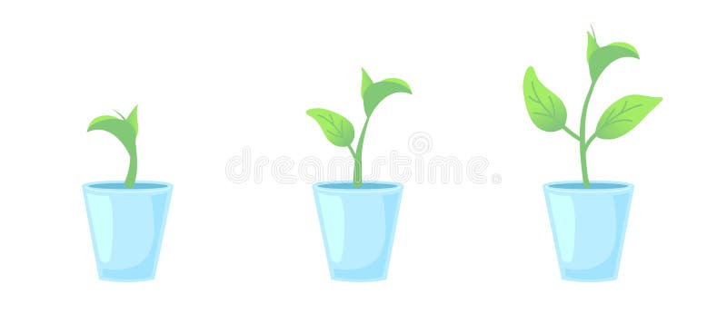 植物演变生命周期成长阶段向量例证 插画包括有阶段 玻色子 图标 新建 问题的 例证 查出 植物演变生命周期成长阶段向量例证 插画包括有阶段 玻色子 图标 新建 问题的 例证 查出