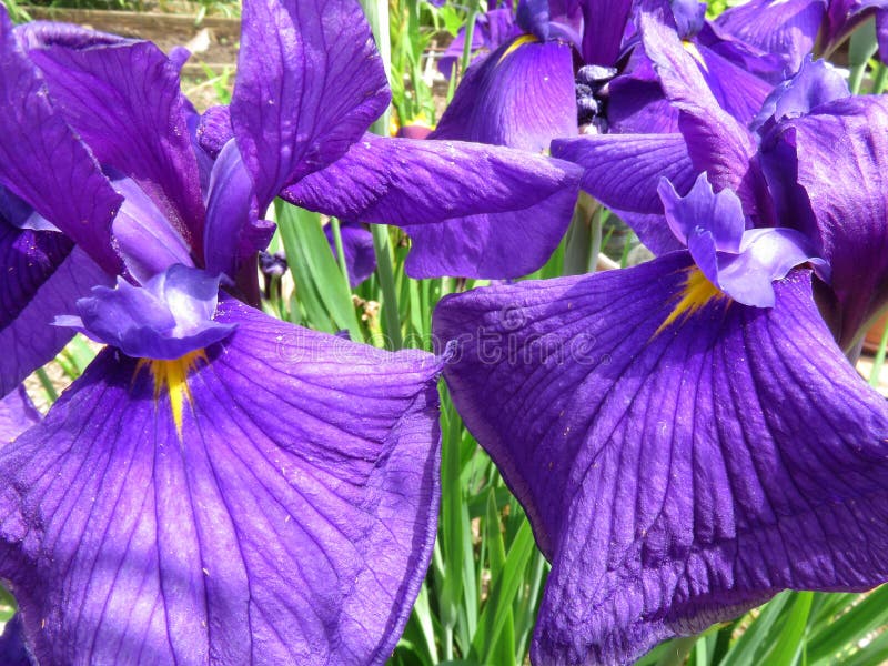 六月份夏季的紫鸢花库存照片 图片包括有开花 芦苇 本质 虹膜 花瓣 紫色 夏天 照片