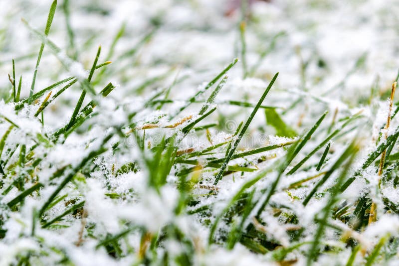 下草绿色雪包括的草雪白雪和绿草背景在用雪盖的草甸的草w 库存图片 图片包括有 下草绿色雪包括的草雪白雪和绿草背景在用雪盖的草甸的草w 库存图片 图片包括有