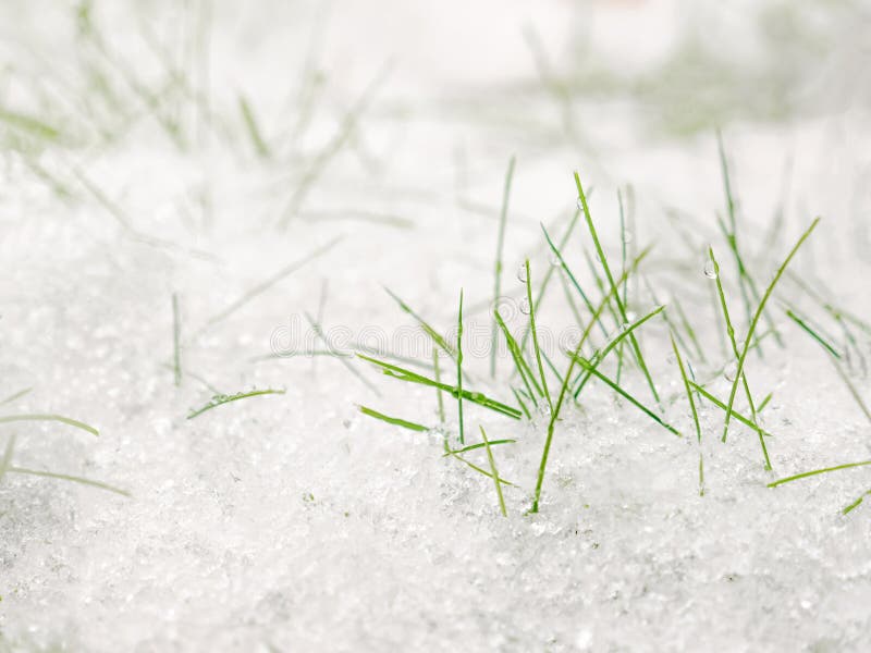 下草绿色雪包括的草雪白雪和绿草背景库存图片 图片包括有 下草绿色雪包括的草雪白雪和绿草背景库存图片 图片包括有
