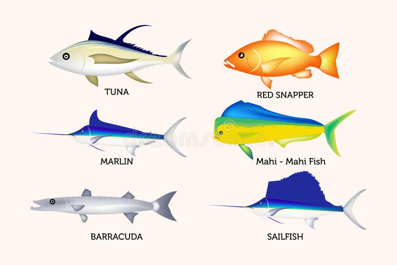 不同种类的金枪鱼鱼 马林鱼 帆鱼 巴拉库达鱼 马吉 马吉鱼或海豚鱼和红鲷鱼库存例证 插画包括有海运
