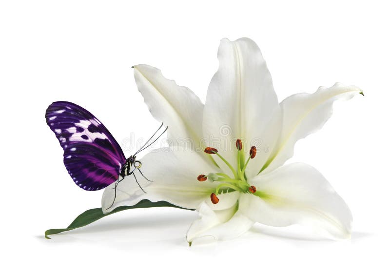与可爱的百合和美丽的蝴蝶的留心片刻库存照片 图片包括有