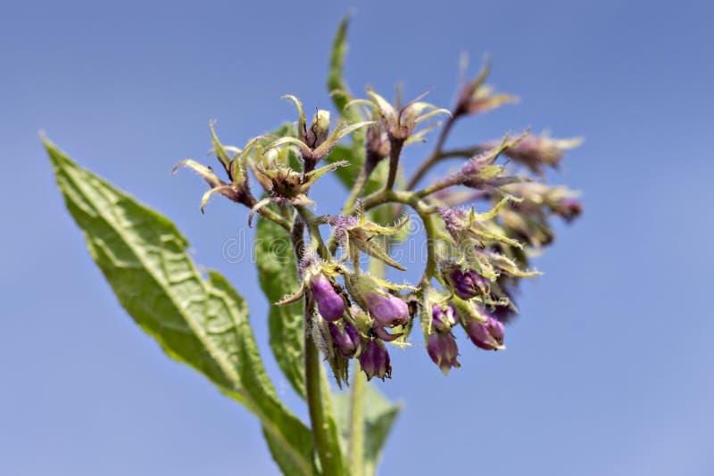 雏菊花和根库存图片 图片包括有植物群 空白 紫色 医疗 背包 草本 绿色 风湿病
