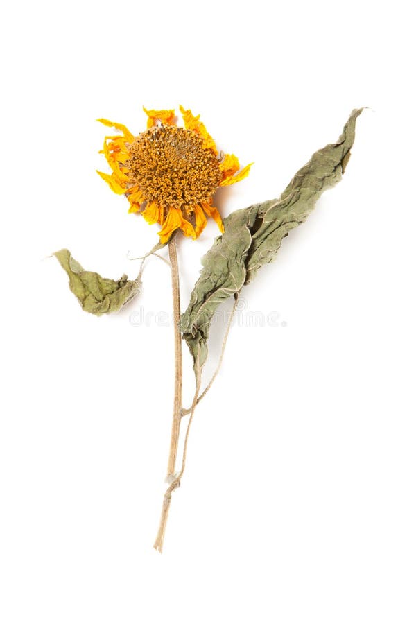 与干燥被按的植物的干燥标本集向日葵白色的库存图片 图片包括有 与干燥被按的植物的干燥标本集向日葵白色的库存图片 图片包括有