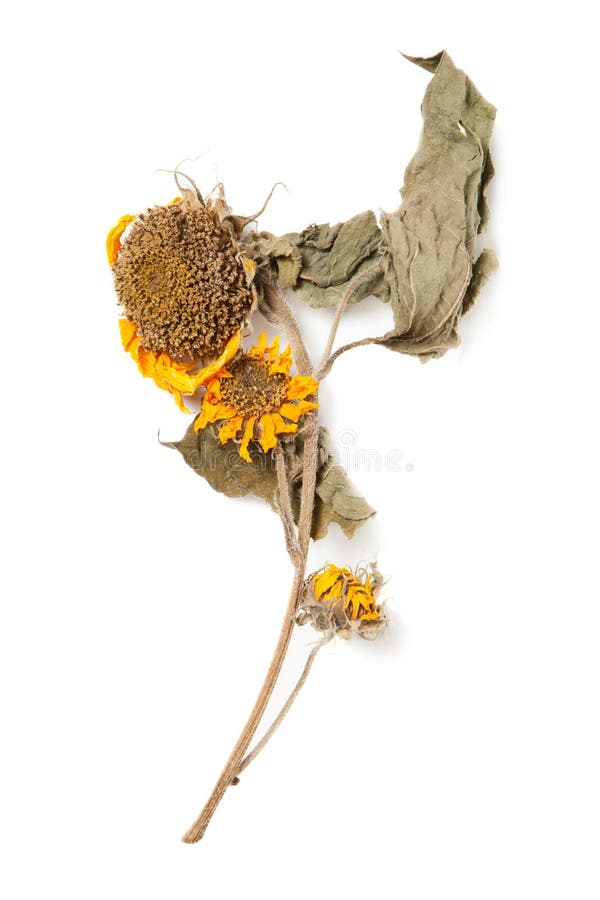 与干燥被按的植物的干燥标本集向日葵白色的库存图片 图片包括有 与干燥被按的植物的干燥标本集向日葵白色的库存图片 图片包括有