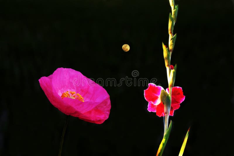 与月亮的花夜库存图片 图片包括有 与月亮的花夜库存图片 图片包括有