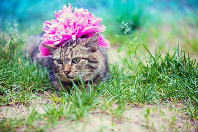 与牡丹花的猫在头库存照片 图片包括有草坪 全能 室外 蓝色 小猫 看板卡 眼睛 绿色
