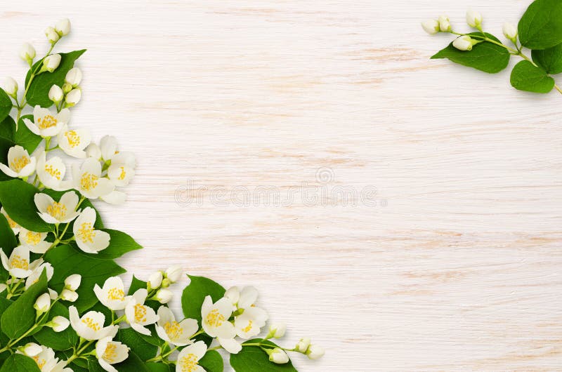与英国兰开斯特家族族徽的壁角安排和麦花和bu 库存图片 图片包括有自然 查出 装饰 新鲜 本质