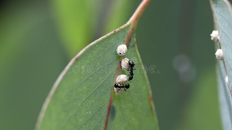 蚂蚁和茧库存照片 图片包括有本质 普帕 抗酸剂 栖所 关闭 一起 许多 蜂巢 详细资料 蚂蚁和茧库存照片 图片包括有本质 普帕 抗酸剂 栖所 关闭 一起 许多 蜂巢 详细资料