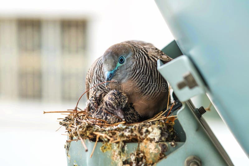 与雏鸟的筑巢哀悼的鸠鸟库存照片 图片包括有与雏鸟的筑巢哀悼的鸠鸟