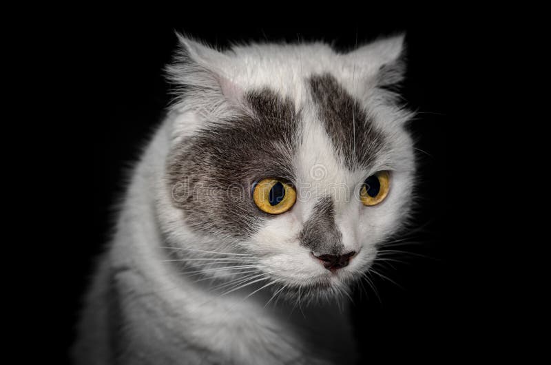 与黄色眼睛的黑白色猫在黑背景关闭库存图片 图片包括有 与黄色眼睛的黑白色猫在黑背景关闭库存图片 图片包括有