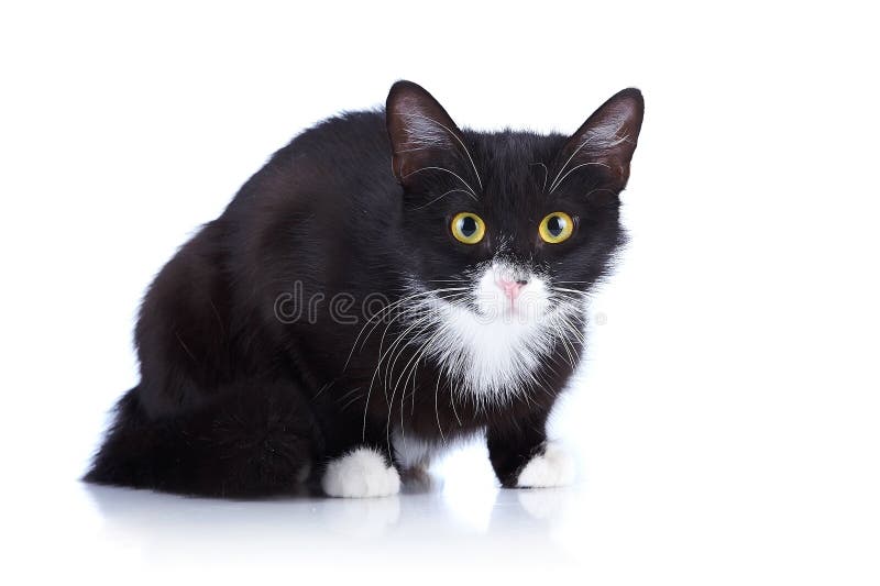 与黄色眼睛的黑白猫 库存图片 图片包括有 与黄色眼睛的黑白猫 库存图片 图片包括有