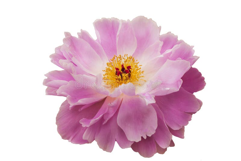 桃红色白的牡丹花 与绿色中间和黄色雄芯花蕊 在白色隔绝了背景库存图片 图片包括有 桃红色白的牡丹花 与绿色中间和黄色雄芯花蕊 在白色隔绝了背景库存图片 图片包括有