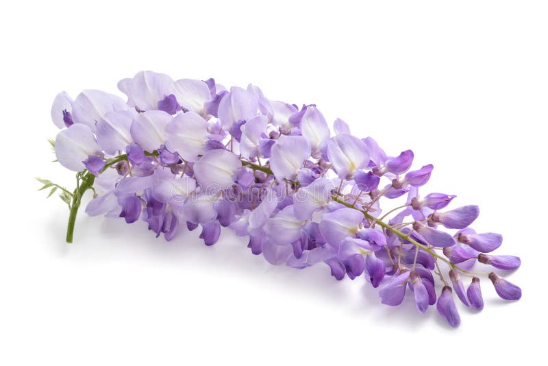 与openning绿色背景的紫藤花库存照片 图片包括有花瓣 春天 花卉 紫色 庭院 结构树 与openning绿色背景的紫藤花库存照片 图片包括有花瓣 春天 花卉 紫色 庭院 结构树
