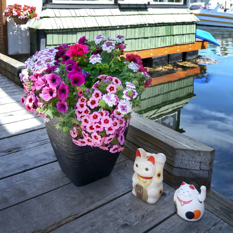 两只日本幸运猫maneki Neko 在一个大花盆旁的木地上罐子里的不同种类的粉色花库存图片 图片包括有布琼布拉 爪子