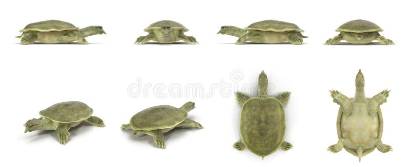4x4 Suv汽车回报从不同的角度的集合在白色3d例证库存例证 插画包括有例证 豪华