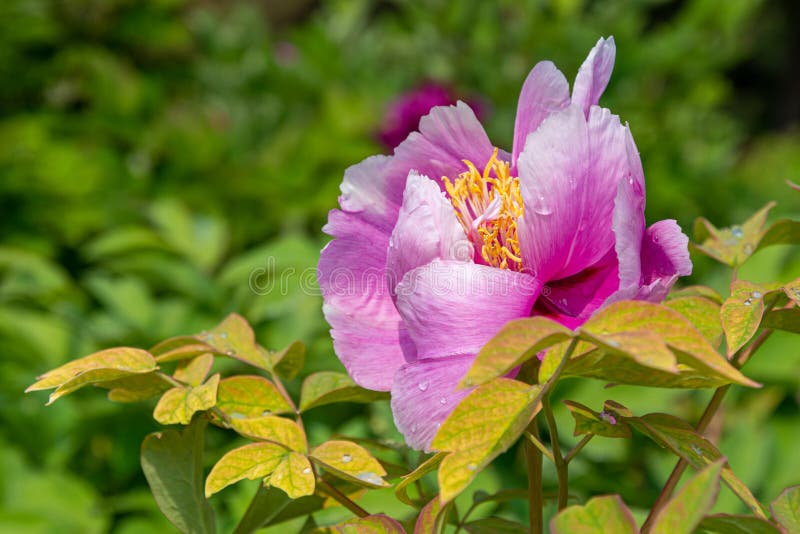 404 千本鳥居 Photos Free Royalty Free Stock Photos From Dreamstime