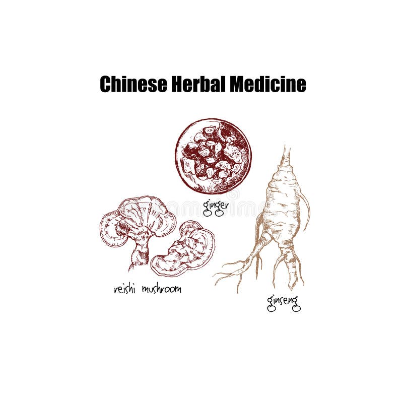 中药植物 根 室 草药手工提取天然减肥肥载体向量例证 插画包括有绿色 查出 牛至 芥末 草本 中药植物 根 室 草药手工提取天然减肥肥载体向量例证 插画包括有绿色 查出 牛至 芥末 草本