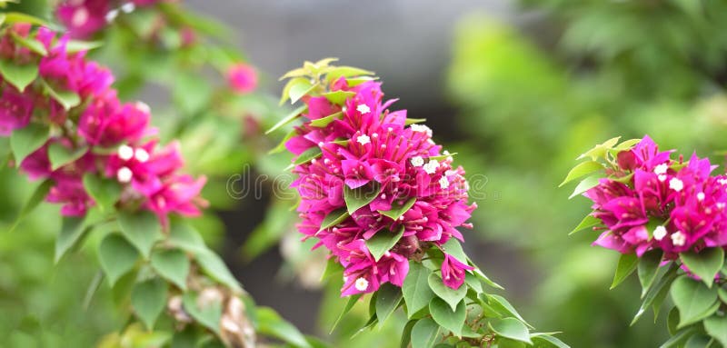 九重葛花库存照片 图片包括有 九重葛花库存照片 图片包括有