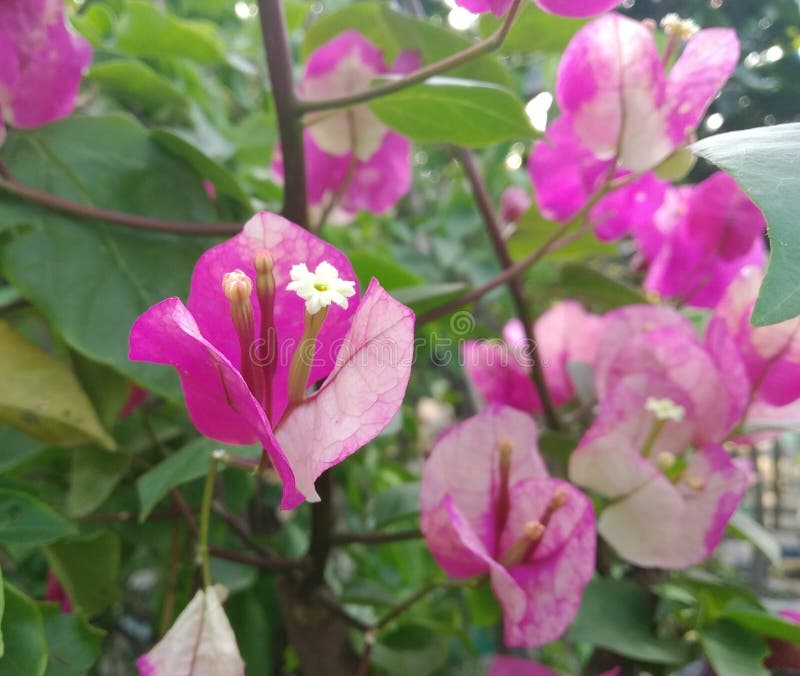 九重葛spectabilis 亦称伟大的九重葛 是开花植物的种类库存照片 图片包括有开花 修改