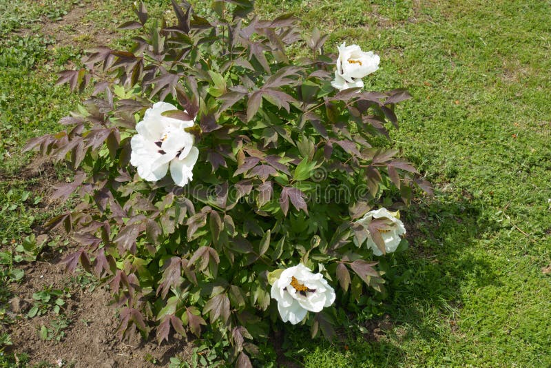 紫叶科目植物库存图片 图片包括有边缘 紫色 特写镜头 叶子 绿色 不同 锦紫苏 上色