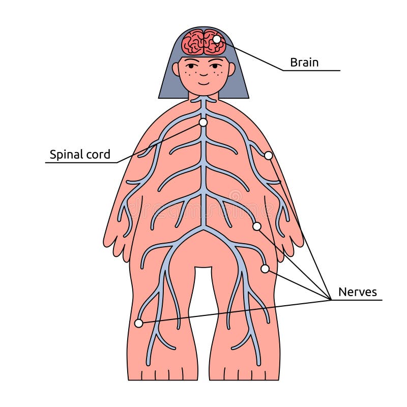 人体结构信息图神经系统 器官名称向量例证 插画包括有爱好健美者 传记 背包 框架 连接数 人体结构信息图神经系统 器官名称向量例证 插画包括有爱好健美者 传记 背包 框架 连接数