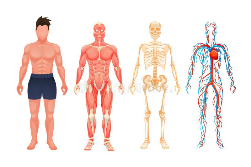 人体解剖学人眼图系统向量例证 插画包括有
