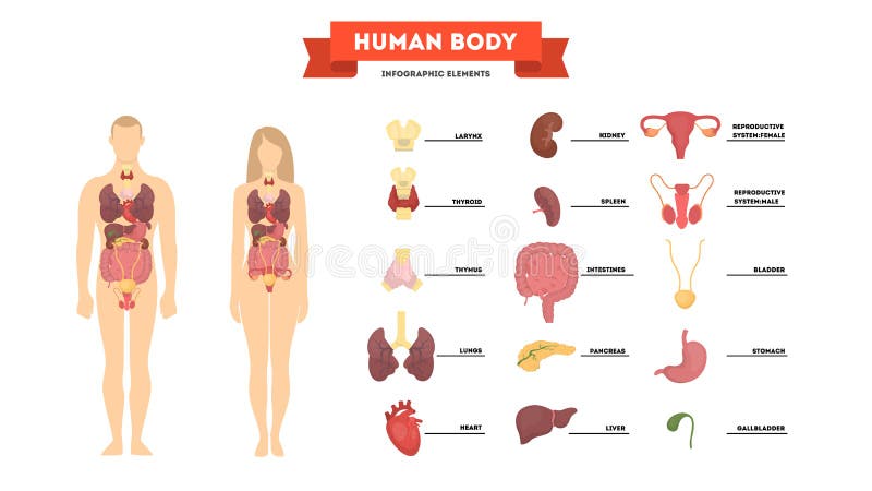 人体解剖学概念女性和男性身体向量例证 插画包括有 人体解剖学概念女性和男性身体向量例证 插画包括有