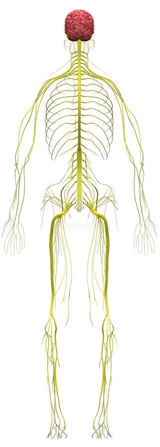 人体解剖学男性肌肉系统多角度库存图片 插画包括有人体解剖学男性肌肉系统多角度 人体解剖学男性肌肉系统多角度库存图片 插画包括有人体解剖学男性肌肉系统多角度
