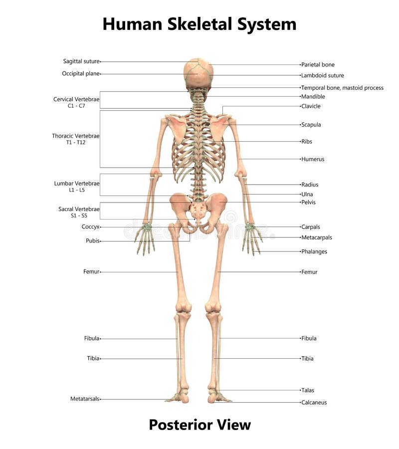 人体骨骼系统后部视图解剖学库存例证 插画包括有关心 人力 男人 查出 痛苦 女主持人