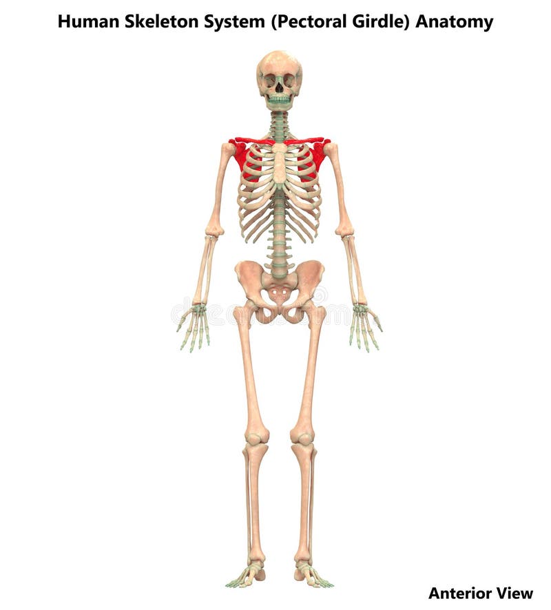 人体骨骼系统胸带骨头联接解剖学库存例证 插画包括有