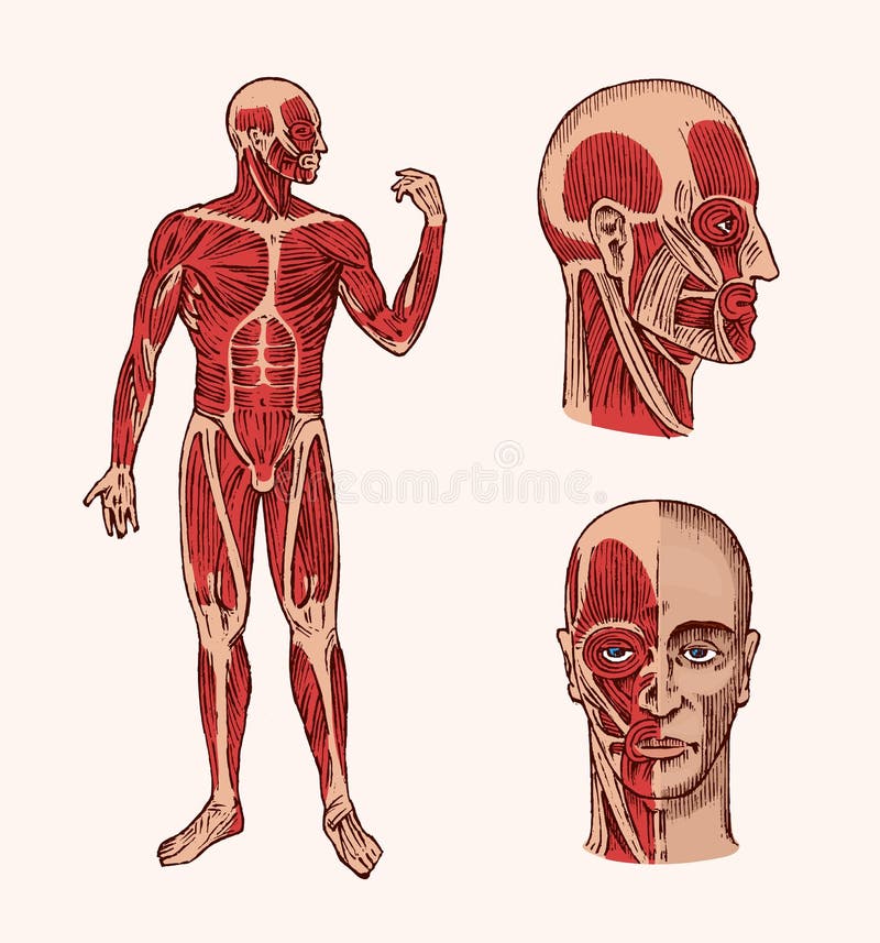 人的解剖学头的肌肉和骨头系统科学 医学和生物的医疗传染媒介例证男向量例证 插画包括有心血管 女主持人