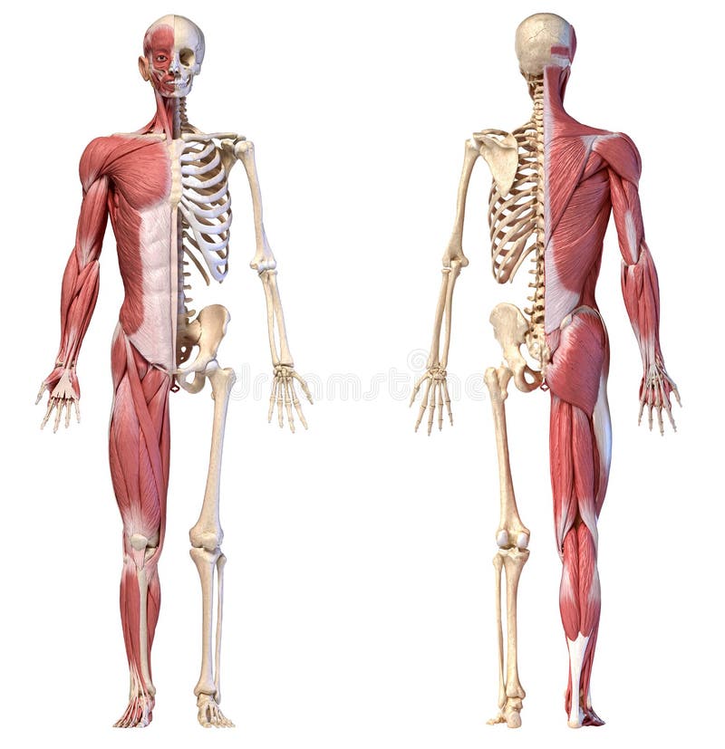 人类男性肌肉和骨骼系统的解剖学 前后视图库存例证 插画包括有人类男性肌肉和骨骼系统的解剖学 前后视图 人类男性肌肉和骨骼系统的解剖学 前后视图库存例证 插画包括有人类男性肌肉和骨骼系统的解剖学 前后视图