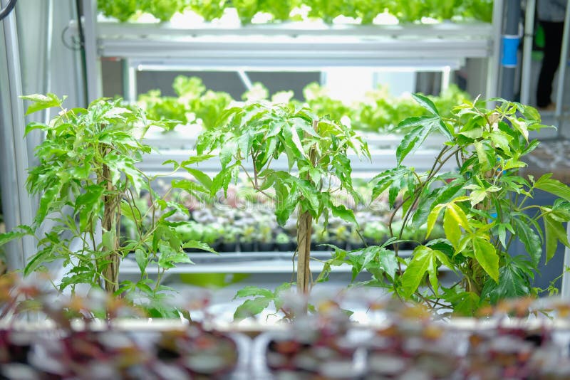 人造led灯在智能室内农场中种植的植物育苗栽培用植物灯库存照片 图片包括有问题的 闪亮指示 人造led灯在智能室内农场中种植的植物育苗栽培用植物灯库存照片 图片包括有问题的 闪亮指示