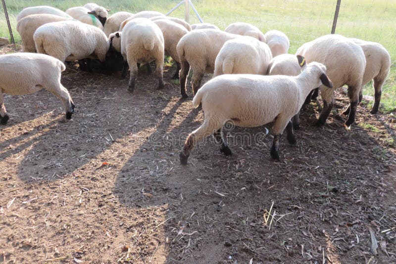 从上方望去 一群米色羊毛的羊围着食物桶吃着 围成一圈库存照片 图片包括有视图 挤作一团 含沙